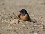 Cayman sees return of the swallows