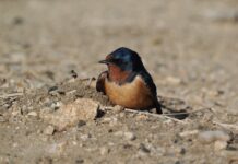 Cayman sees return of the swallows