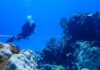 Promising signs of post-bleaching recovery on Little Cayman’s reefs