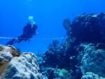 Promising signs of post-bleaching recovery on Little Cayman’s reefs
