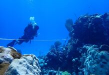 Promising signs of post-bleaching recovery on Little Cayman’s reefs
