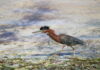 Pic of the week: Hungry heron hunting