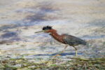 Pic of the week: Hungry heron hunting