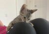 Kittens get into purrfect poses at cat yoga sessions for Humane Society