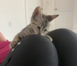 Kittens get into purrfect poses at cat yoga sessions for Humane Society