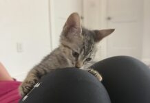 Kittens get into purrfect poses at cat yoga sessions for Humane Society