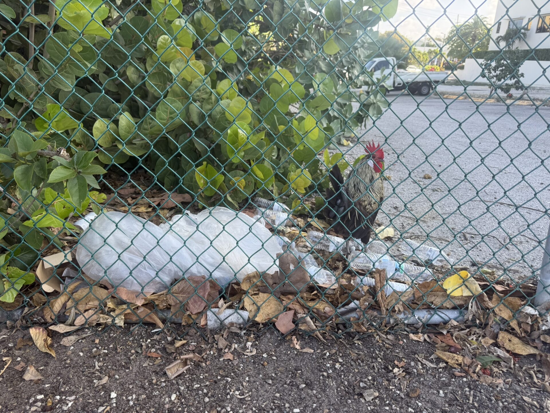 litter in Cayman