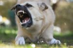 Nearly 100 dog bite incidents reported in Cayman last year