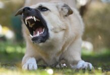 Nearly 100 dog bite incidents reported in Cayman last year