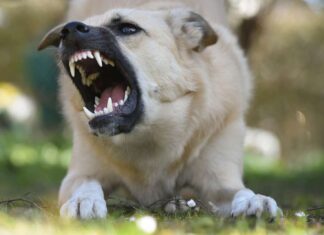 Nearly 100 dog bite incidents reported in Cayman last year