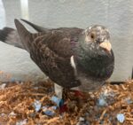 Mystery Taiwanese racing pigeon turns up in Cayman