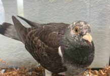 Mystery Taiwanese racing pigeon turns up in Cayman
