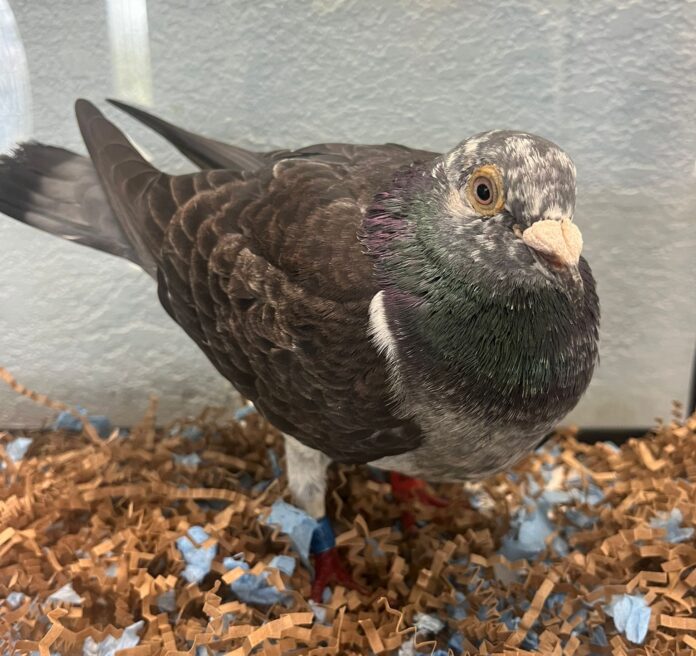 pigeon from Taiwan