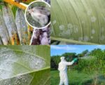 Department of Agriculture working to address Grand Cayman’s whitefly infestation