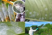 Department of Agriculture working to address Grand Cayman’s whitefly infestation