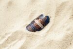 Caybrew’s new release ‘Lagerhead’ supports turtle conservation