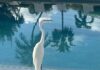 Pic of the Week: Wading in the pool