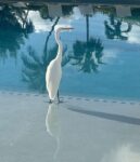 Pic of the Week: Wading in the pool