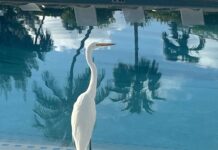 Pic of the Week: Wading in the pool