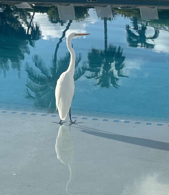 Egret visiting Silver Sands High Res version