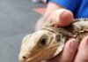 Sister Islands rock iguanas mate with green iguanas causing hybrid threat