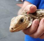 Sister Islands rock iguanas mate with green iguanas causing hybrid threat