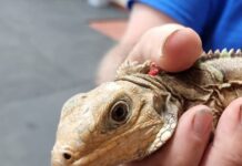 Sister Islands rock iguanas mate with green iguanas causing hybrid threat