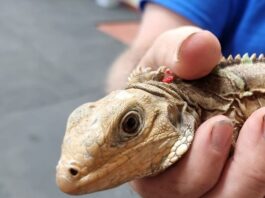 Sister Islands rock iguanas mate with green iguanas causing hybrid threat