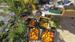Leadership Cayman’s Island Harvest project highlights local food security Leadership Cayman