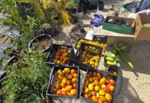 Leadership Cayman’s Island Harvest project highlights local food security Leadership Cayman
