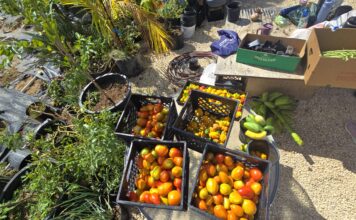 Leadership Cayman’s Island Harvest project highlights local food security Leadership Cayman