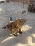 Pic of the week: A beautiful greeting in Little Cayman