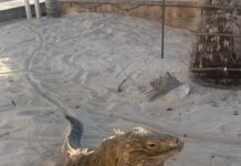 Pic of the week: A beautiful greeting in Little Cayman