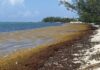 Sargassum begins to affect the south coast of Grand Cayman