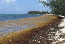 Sargassum begins to affect the south coast of Grand Cayman