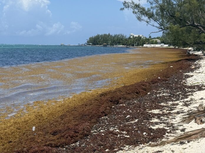 Sargassum South coast