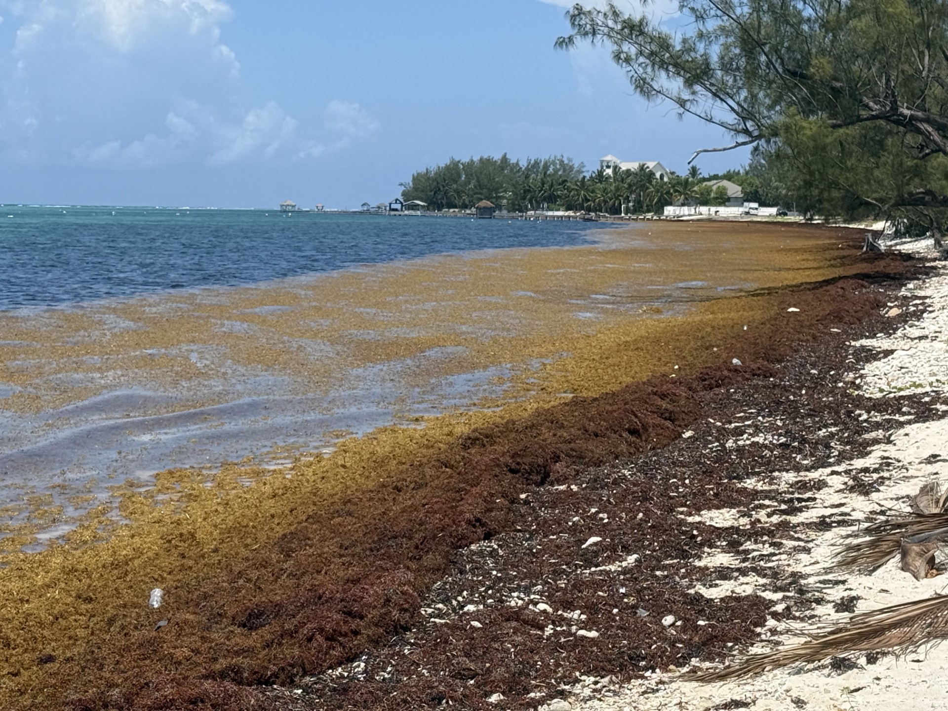 Sargassum begins to affect the south coast of Grand Cayman