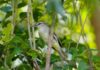 Scientists confirm another bird species found only in Grand Cayman