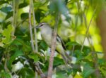 Scientists confirm another bird species found only in Grand Cayman