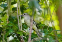 Scientists confirm another bird species found only in Grand Cayman