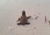 First hawksbill hatchlings of season recorded on Little Cayman