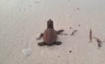 First hawksbill hatchlings of season recorded on Little Cayman