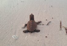 First hawksbill hatchlings of season recorded on Little Cayman