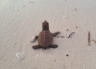 First hawksbill hatchlings of season recorded on Little Cayman