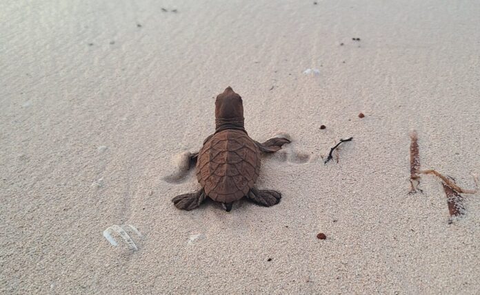 Baby hawkbill makes way to sea Little Cayman June 20261