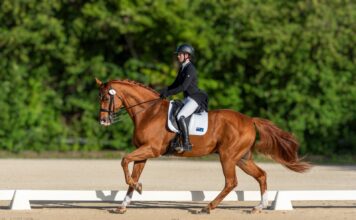 Cayman to host FEI Dressage World Challenge as season finale