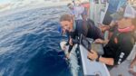 Scientists get rare glimpse into shark birthing