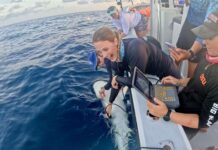 Scientists get rare glimpse into shark birthing
