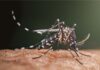 Mosquito-borne viruses