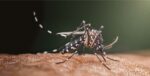 Mosquito-borne viruses
